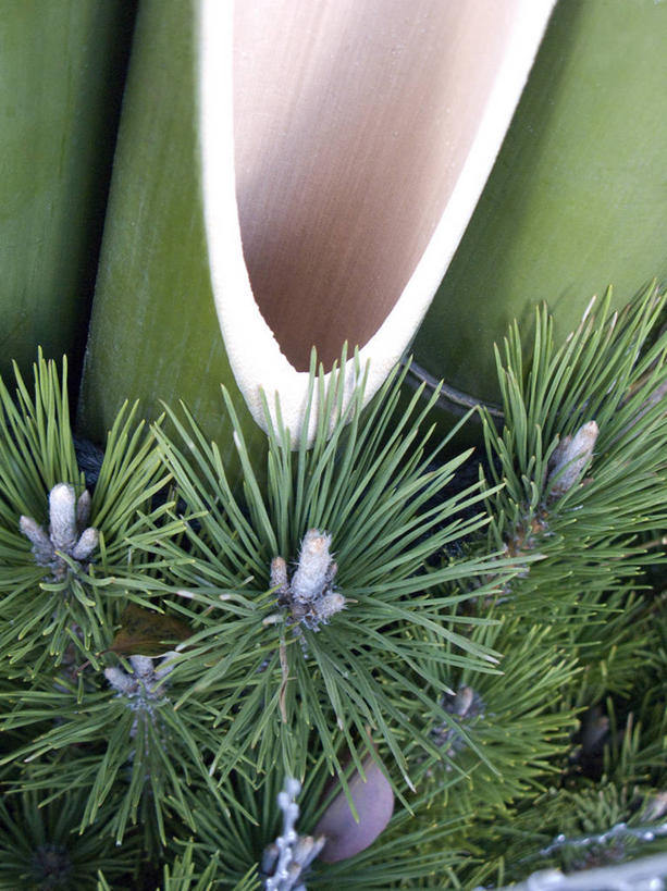 无人,竖图,俯视,室内,特写,白天,纯洁,竹子,节日,庆祝,装饰,文化,庆典,纪念,华丽,修饰,点缀,高雅,门松,衬托,美观,雅致,雅观,长寿,奉献,质朴,正直,担当,竹,彩图,高角度拍摄,日本新年,奋进,操守,四君子,岁寒三友,性坚,虚怀,虚心,善群,卓尔