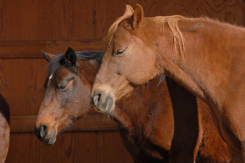 无人,站,横图,室内,白天,侧面,马,野生动物,阴影,反射,影子,墙,注视,墙壁,墙面,动物,观察,看,站着,运输,牲畜,观看,察看,两匹,关注,站立,半身,彩图