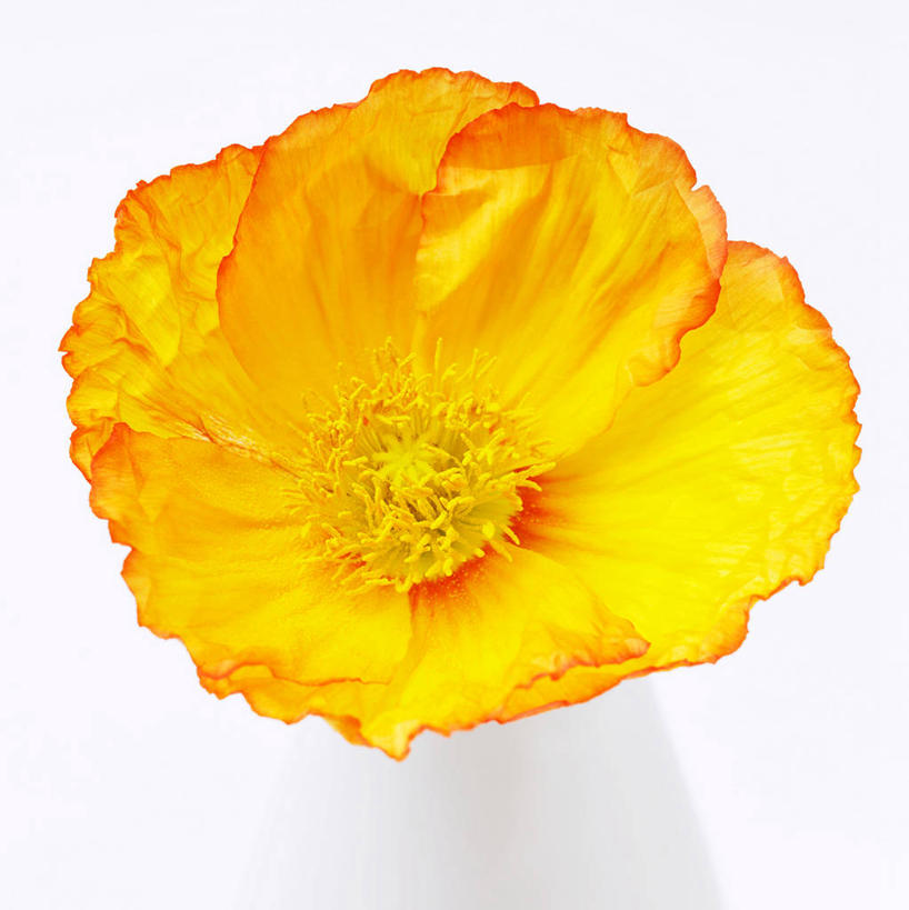 无人,竖图,俯视,室内,特写,白天,白色背景,植物,罂粟,盛开,草药,花蕾,中药,花,花瓣,花朵,鲜花,一朵,黄色,花苞,花蕊,摄影,影棚,毒品,药材,中草药,中药材,本草,止痛,镇静,安眠,罂粟花,米囊花,彩图,高角度拍摄,影棚拍摄,拍摄