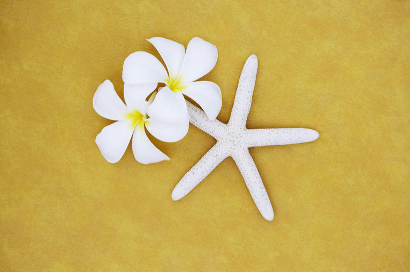 无人,横图,俯视,室内,特写,白天,海星,盛开,花蕾,海洋生物,赤素馨花,花,花瓣,花朵,鲜花,两朵,一个,白色,动物,花苞,花蕊,生物,摄影,影棚,单个,缅栀子,蛋黄花,鸡蛋花,缅栀花,大季花,印度素馨,棘皮动物门,星鱼,彩图,高角度拍摄,全身,影棚拍摄,拍摄