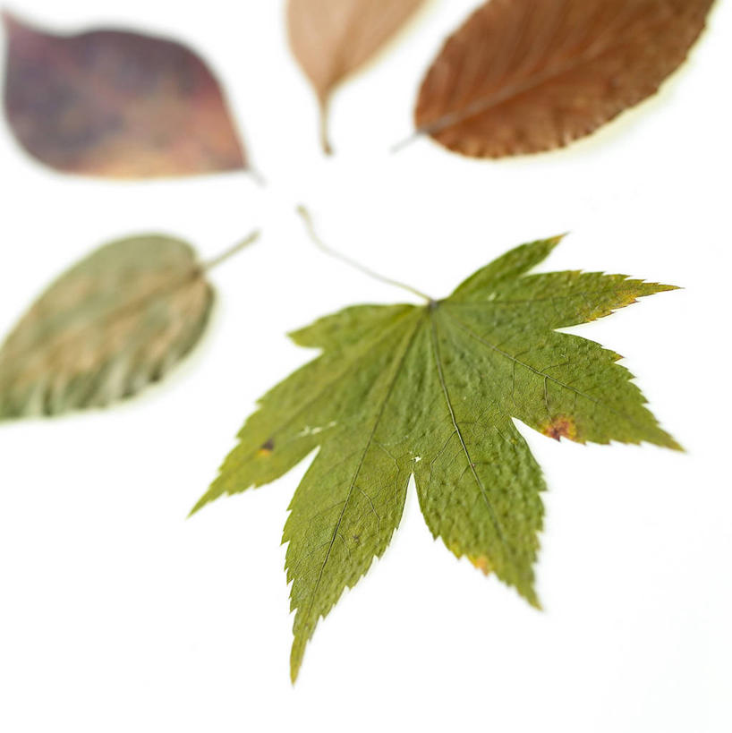 无人,竖图,室内,特写,白天,白色背景,正面,叶子,枫叶,枯叶,绿叶,落叶,绿色,嫩叶,摄影,影棚,枫树叶,叶,叶片,彩图,影棚拍摄,拍摄