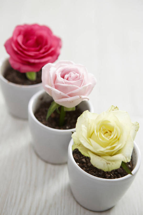 无人,竖图,俯视,室内,特写,白天,白色背景,爱情,幸福,纯洁,热情,植物,玫瑰,三朵,一排,整齐,盆栽,玫瑰花,盆景,浪漫,黄玫瑰,排列,粉色,黄色,绿色,自然,温暖,温馨,恩爱,摄影,影棚,生长,成长,和睦,三盆,队列,感动,粉玫瑰,尊敬,天真,刺玫花,徘徊花,彩图,高角度拍摄,影棚拍摄,拍摄,融洽