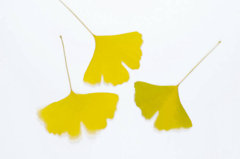 无人,横图,室内,特写,白天,白色背景,正面,植物,叶子,草药,药草,中药,树叶,三个,黄色,银杏叶,摄影,影棚,药材,中草药,中药材,本草,白果叶,叶片,彩图,影棚拍摄,拍摄