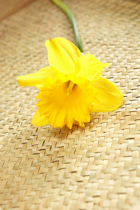 无人,竖图,俯视,室内,特写,白天,水仙花,阴影,盛开,反射,影子,花蕾,花,花瓣,花朵,鲜花,一朵,黄色,花苞,花蕊,金盏银台,玉玲珑,女史花,雅蒜,天蒜,黄水仙,凌波仙子,水仙,天葱,五色水仙,洋水仙,彩图,高角度拍摄