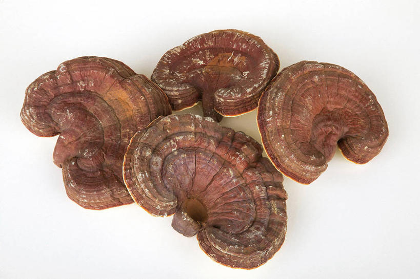 无人,横图,俯视,室内,特写,白天,白色背景,灵芝,菌菇,棕色,菌类,四个,摄影,影棚,真菌,药用菌,神芝,灵芝草,彩图,高角度拍摄,影棚拍摄,拍摄,菌灵芝