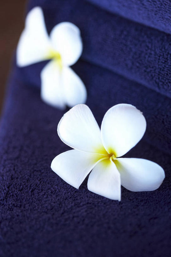 无人,竖图,俯视,室内,特写,白天,静物,一条,朦胧,模糊,盛开,纺织物,花蕾,赤素馨花,花,花瓣,花朵,鲜花,两朵,蓝色,白色,毛巾,花苞,花蕊,清洁,保暖,透气,防水,缅栀子,蛋黄花,鸡蛋花,缅栀花,储水,耐磨,吸水,大季花,印度素馨,彩图,高角度拍摄