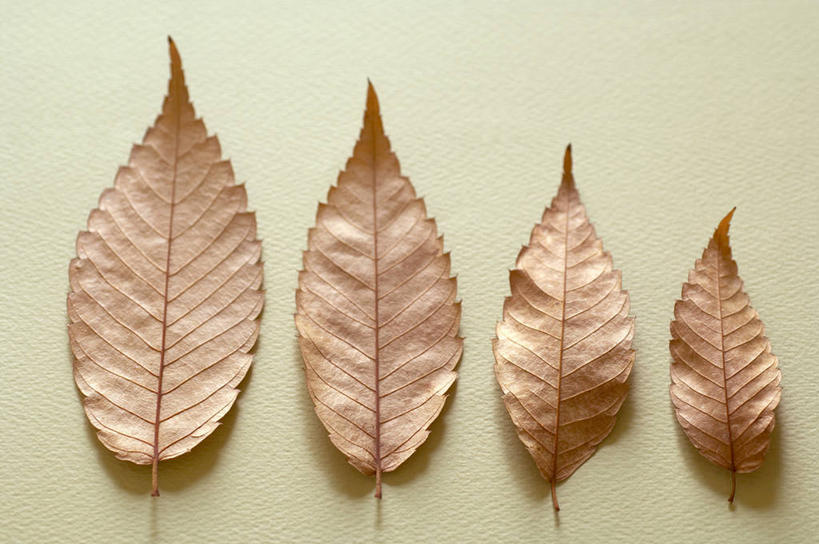 无人,横图,俯视,室内,特写,白天,静物,叶子,四片,一排,阴影,整齐,反射,影子,枯叶,落叶,排列,摄影,影棚,队列,叶,叶片,彩图,高角度拍摄,影棚拍摄,拍摄
