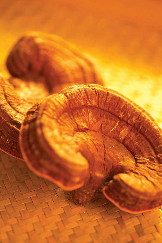 无人,竖图,俯视,室内,特写,白天,植物,灵芝,阴影,朦胧,模糊,反射,影子,菌菇,草药,药草,菌类,中药,两个,真菌,药材,中草药,中药材,本草,药用菌,神芝,灵芝草,彩图,高角度拍摄,菌灵芝