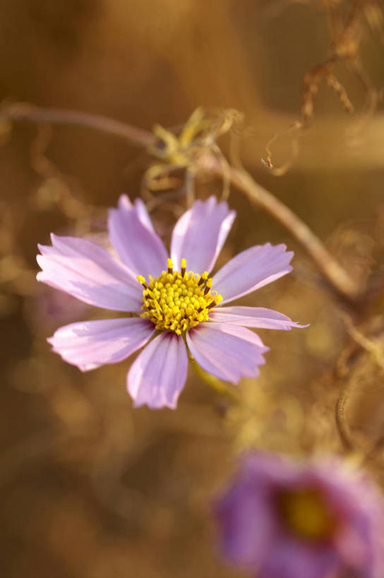 无人,竖图,室外,特写,白天,正面,爱情,美景,阴影,朦胧,模糊,盛开,光线,影子,景观,花蕾,花,花瓣,花朵,鲜花,两朵,紫色,阳光,自然,花苞,花蕊,菊花,景色,吉祥,翠菊,自然风光,高洁,长寿,怀恋,清净,真情,寿客,秋菊,江西腊,蓝菊,彩图