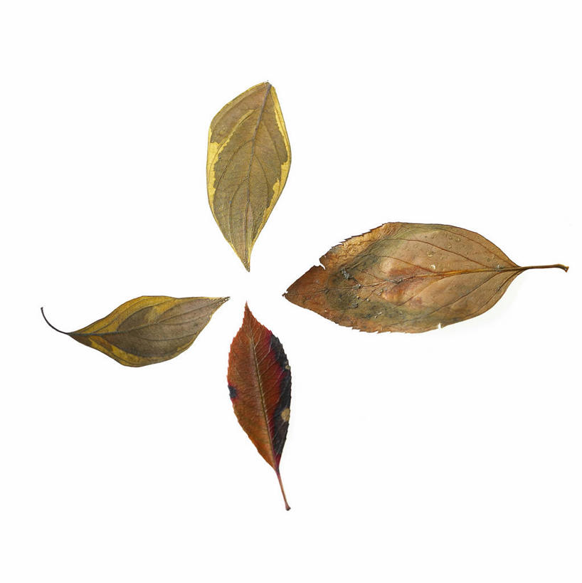 无人,竖图,俯视,室内,特写,白天,白色背景,叶子,四片,阴影,反射,影子,枯叶,落叶,摄影,影棚,叶,叶片,彩图,高角度拍摄,影棚拍摄,拍摄