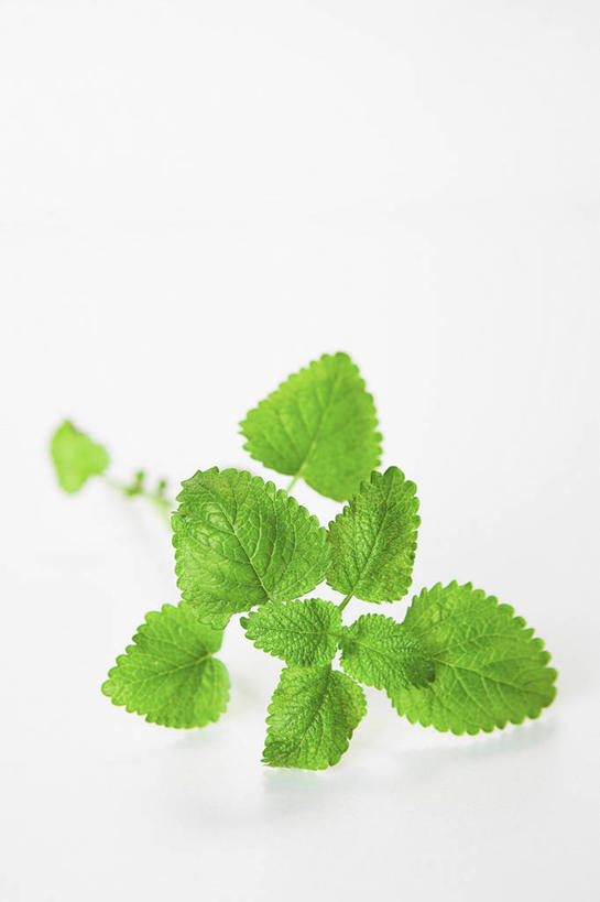 无人,竖图,俯视,室内,特写,白天,白色背景,植物,叶子,纹理,绿叶,草药,药草,中药,绿色,嫩叶,摄影,影棚,药材,中草药,蜜蜂花,中药材,本草,肌理,鼻血草,叶,叶片,叶脉,彩图,高角度拍摄,影棚拍摄,拍摄