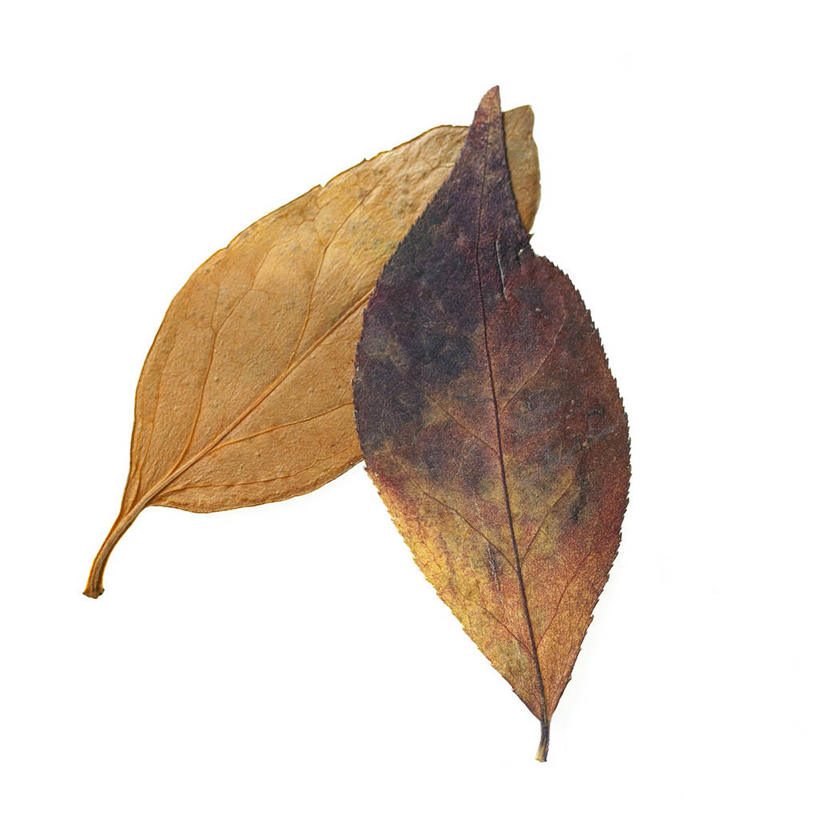 无人,竖图,室内,特写,白天,白色背景,正面,静物,叶子,两片,枯叶,落叶,摄影,影棚,叶,叶片,彩图,影棚拍摄,拍摄