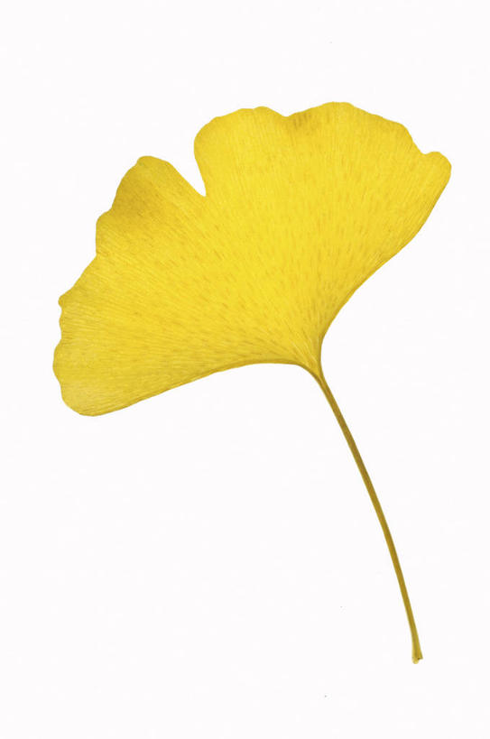 无人,竖图,室内,特写,白天,白色背景,正面,植物,叶子,一片,草药,药草,中药,树叶,黄色,银杏叶,摄影,影棚,药材,中草药,中药材,本草,白果叶,叶片,彩图,影棚拍摄,拍摄