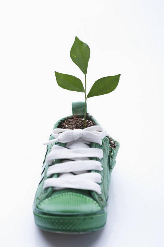 无人,竖图,室内,特写,白天,白色背景,正面,植物,鞋子,阴影,反射,影子,泥土,土壤,一只,绿色,自然,摄影,影棚,生长,成长,帆布鞋,休闲鞋,彩图,影棚拍摄,拍摄