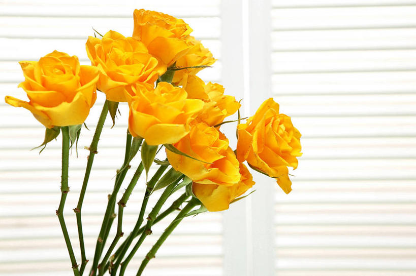 无人,横图,室内,特写,白天,正面,爱情,幸福,纯洁,热情,窗户,玫瑰,许多,盛开,百叶窗,玫瑰花,很多,浪漫,花蕾,黄玫瑰,花,花瓣,花朵,鲜花,黄色,花苞,花蕊,温暖,温馨,恩爱,和睦,感动,尊敬,天真,刺玫花,徘徊花,彩图,融洽