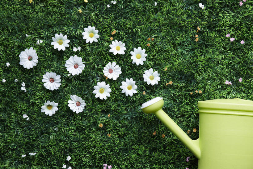 无人,横图,俯视,室内,特写,白天,草地,草坪,植物,盛开,壶,花蕾,洒水壶,水壶,草,花,花瓣,花朵,鲜花,一个,绿色,白色,花苞,花蕊,单个,浇水壶,彩图,高角度拍摄