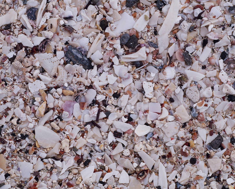 无人,横图,俯视,室外,特写,白天,石头,静物,贝壳,许多,石子,很多,鹅卵石,按摩石,贝类外壳,海螺壳,软体动物外壳,石块,彩图,高角度拍摄