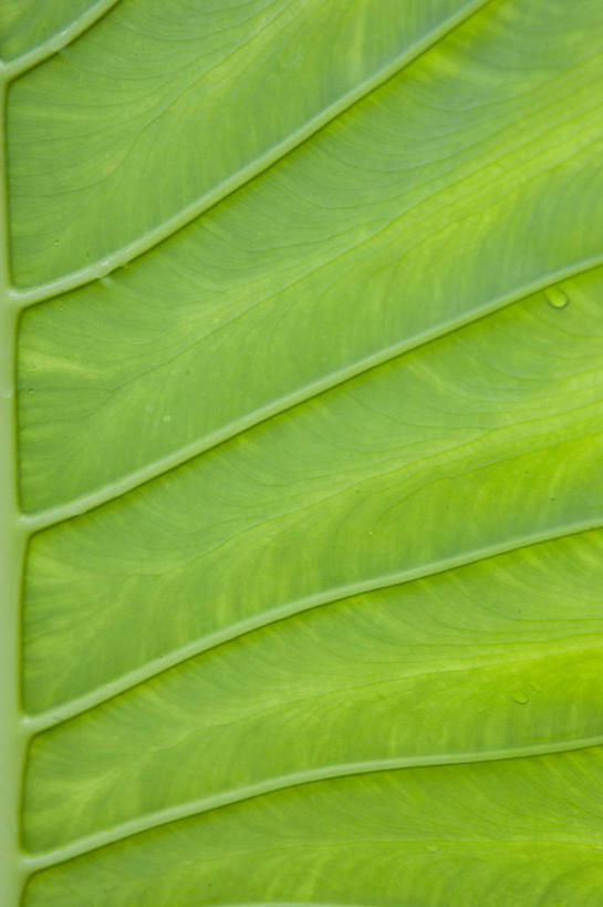 无人,竖图,室内,特写,白天,正面,植物,叶子,一片,纹理,绿叶,绿色,嫩叶,肌理,叶,叶片,叶脉,彩图