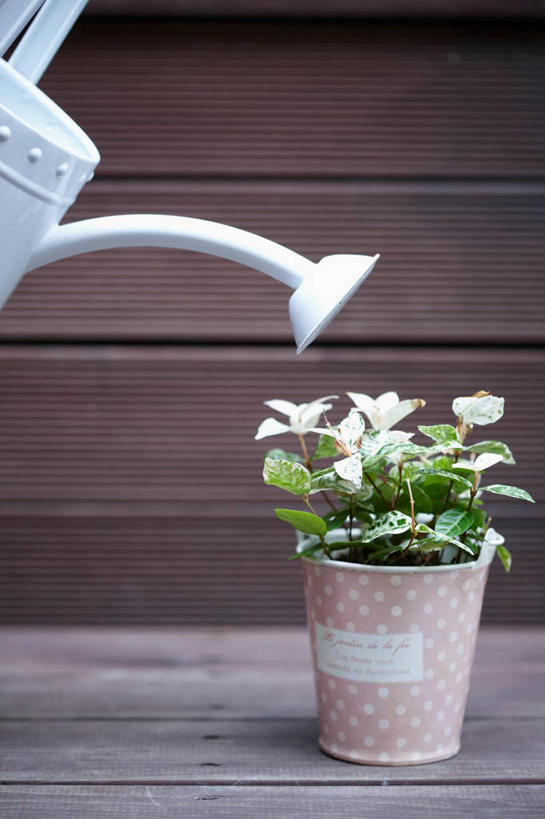 无人,竖图,室内,特写,白天,正面,植物,壶,盆栽,盆景,洒水壶,水壶,绿色,自然,生长,成长,浇水壶,彩图