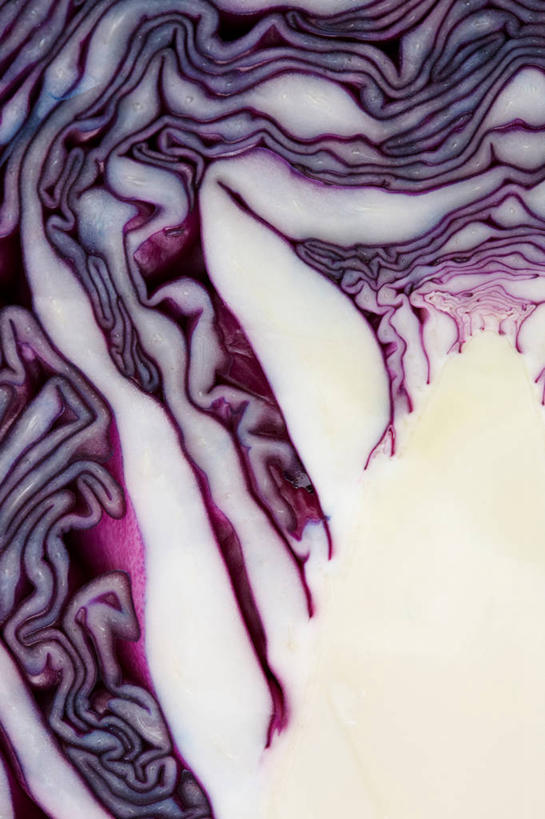 竖图,室内,特写,白天,正面,椰菜,卷心菜,切开,阴影,反射,影子,半个,紫色,白色,切,一半,甘蓝,剖面,切面,甘蓝菜,结球甘蓝,甘兰,包心菜,半身,彩图,圆白菜