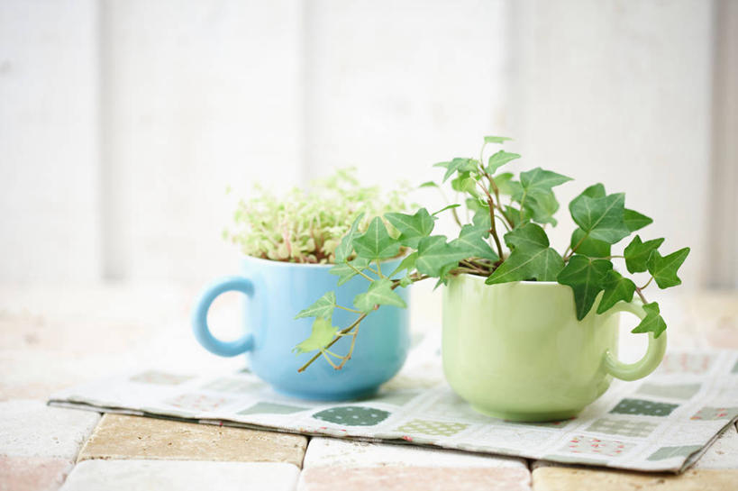 无人,横图,室内,特写,白天,正面,植物,杯子,叶子,阴影,朦胧,模糊,反射,瓷器,盆栽,影子,绿叶,咖啡杯,盆景,陶瓷制品,两盆,两个,绿色,自然,嫩叶,生长,成长,瓷杯,叶,叶片,彩图