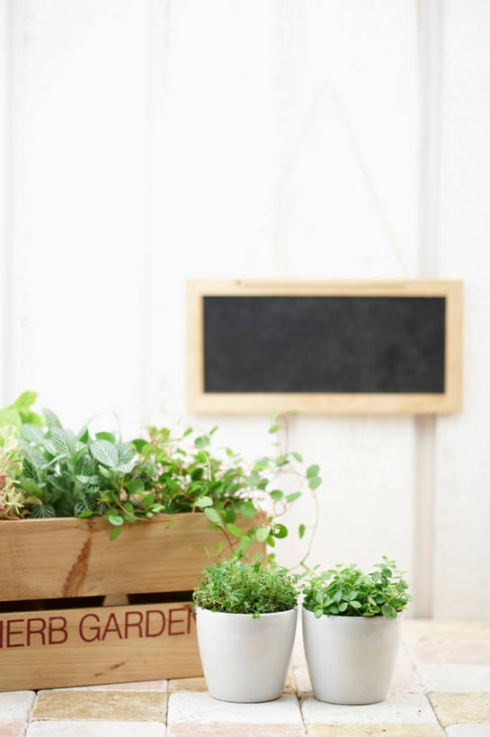 无人,竖图,室内,特写,白天,正面,植物,叶子,朦胧,模糊,木制,英文,标志,木盒,盆栽,文字,字符,字母,绿叶,盆景,标识,绿色,自然,木制品,容器,黑板,嫩叶,教学,生长,成长,储藏,英文字母,三盆,储存,耐磨,教学黑板,叶,叶片,彩图,贮存