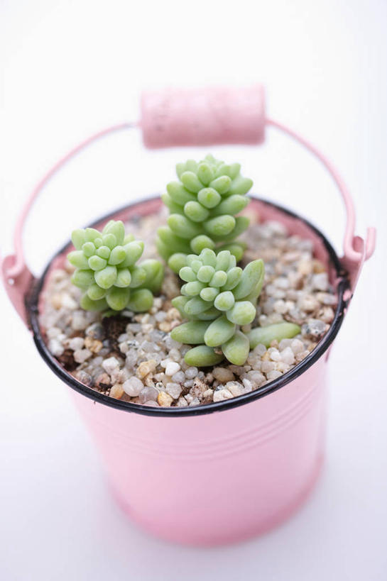 无人,竖图,俯视,室内,特写,白天,白色背景,植物,阴影,朦胧,模糊,反射,盆栽,铁桶,桶,影子,盆景,一个,粉色,绿色,自然,容器,摄影,影棚,生长,单个,成长,储藏,储存,彩图,高角度拍摄,影棚拍摄,拍摄,多浆植物,多肉植物,肉质植物,贮存