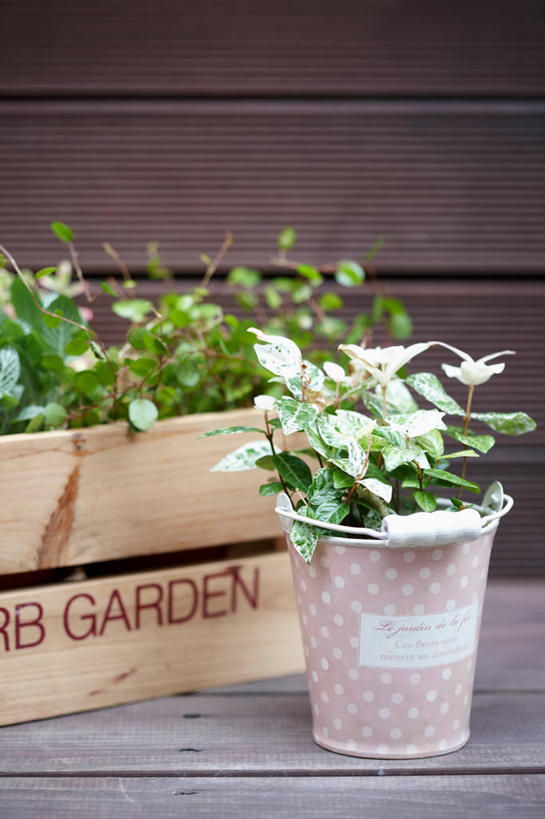 无人,竖图,室内,特写,白天,正面,植物,桌面,桌子,花瓶,木制,盆栽,陶瓷,木桌,墙,盆景,陶瓷制品,墙壁,墙面,绿色,自然,木制品,瓶子,生长,成长,彩图,木桌子