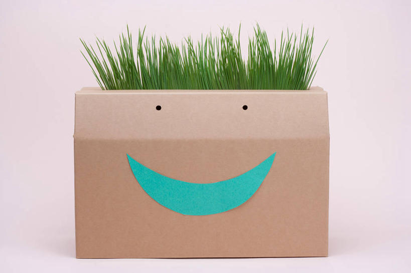 无人,横图,室内,特写,白天,正面,草地,植物,包装,纸箱,草,一个,绿色,容器,箱子,笑容,摄影,影棚,单个,笑脸,纸板箱,包装箱,笑貌,彩图,影棚拍摄,拍摄