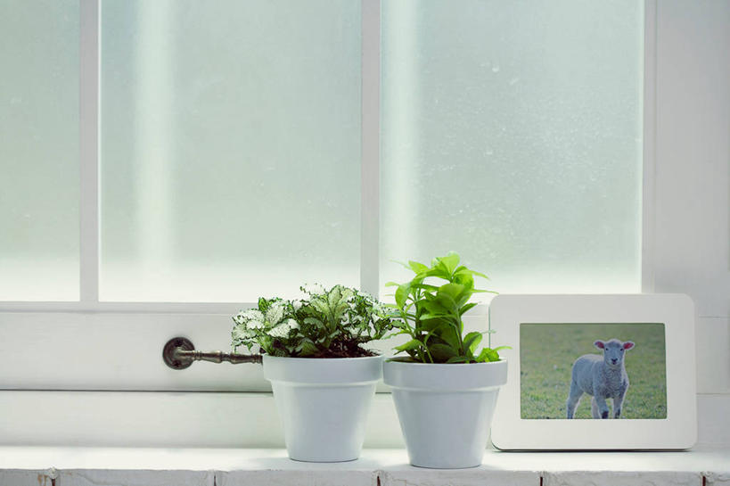 无人,横图,照片,室内,白天,正面,植物,窗户,叶子,阴影,反射,盆栽,影子,墙,绿叶,盆景,两盆,玻璃窗,墙壁,墙面,绿色,自然,嫩叶,摄影,生长,成长,叶,叶片,相片,彩图,拍摄,照相