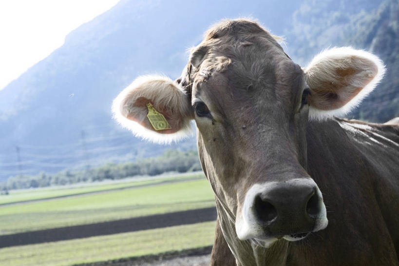 头,无人,农场,站,横图,室外,特写,白天,正面,旅游,度假,畜牧业,牧场,草地,草原,美景,山,山脉,植物,牛,野生动物,阴影,光线,影子,景观,旷野,山顶,山峰,山峦,注视,娱乐,草,一只,绿色,阳光,自然,动物,群山,观察,看,站着,享受,休闲,景色,放松,观看,察看,关注,自然风光,原野,美洲野牛,凶猛,畜牧,牧业,颠峰,极峰,残暴,凶残,头部,野牛,站立,半身,彩图