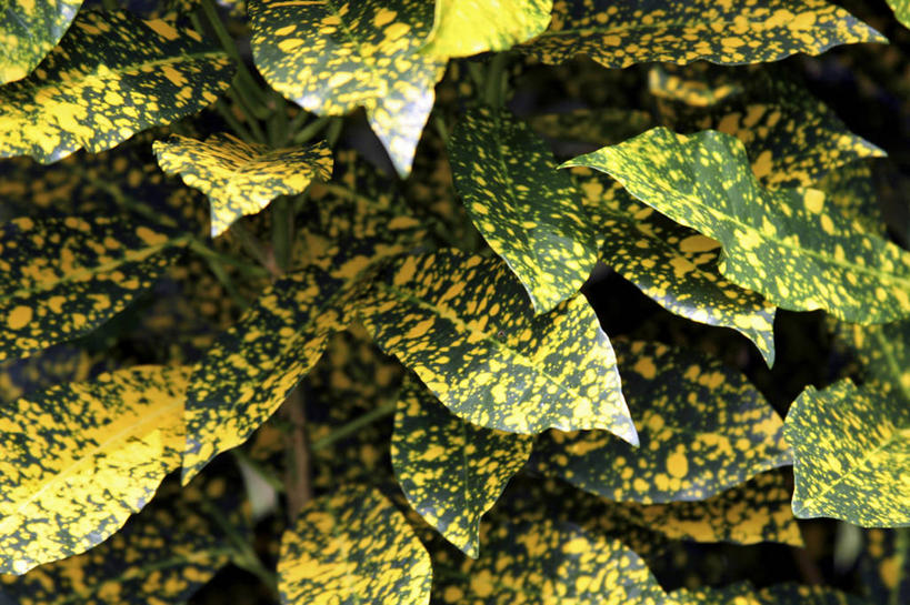 无人,横图,俯视,室外,特写,白天,美景,植物,叶子,纹理,景观,绿叶,黄色,绿色,自然,嫩叶,景色,自然风光,肌理,叶,叶片,叶脉,彩图,高角度拍摄