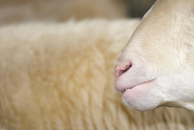 头,无人,农场,横图,室内,特写,白天,侧面,畜牧业,牧场,羊,动物,米色,家畜,牲畜,羊毛,畜牧,牧业,头部,绵羊,半身,彩图