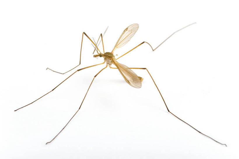 无人,横图,室内,特写,白天,白色背景,侧面,蚊子,伸展,张开,展翅,细菌,翅膀,昆虫,注视,停留,一只,动物,观察,看,摄影,影棚,观看,停止,察看,关注,病菌,张开翅膀,害虫,传染,四害,逗留,停顿,展开翅膀,寻觅蚊,彩图,全身,影棚拍摄,拍摄