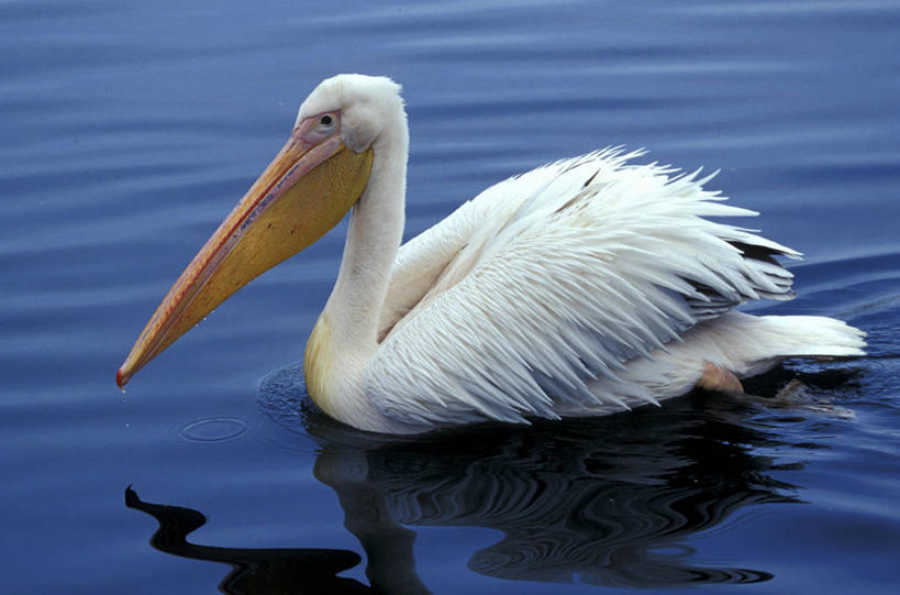 游泳,无人,横图,室外,白天,侧面,美景,鸟,阴影,波纹,光线,鸟类,水鸟,影子,池塘,景观,水池,涟漪,注视,一只,白色,水纹,阳光,自然,波浪,观察,看,景色,观看,察看,关注,自然风光,鹈鹕,塘鹅,水晕,泅水,拍浮,彩图,全身