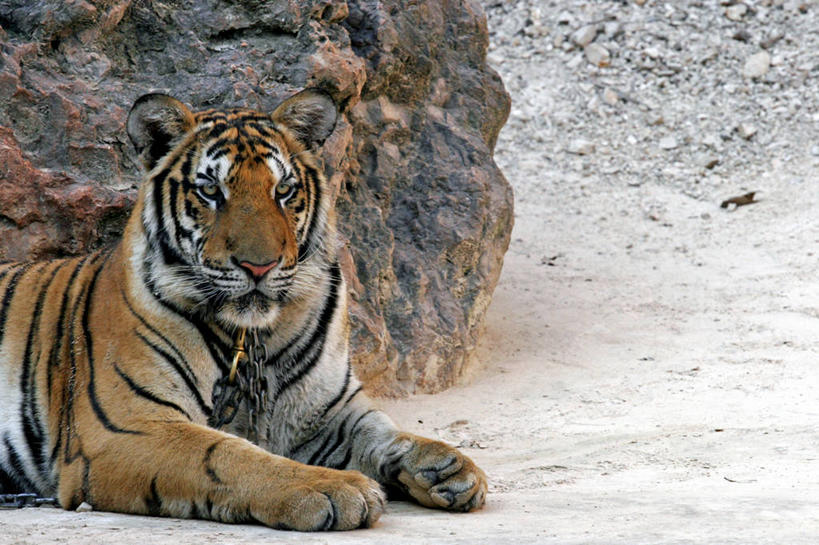 无人,横图,室外,白天,侧面,石头,哺乳动物,虎,野生动物,泰国,亚洲,石子,扭头,注视,一只,动物,观察,看,趴着,转头,东南亚,观看,察看,关注,凶猛,首府,泰王国,北碧,北碧府,残暴,凶残,石块,老虎,趴,半身,彩图