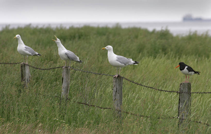 无人,栏杆,站,横图,室外,白天,正面,旅游,度假,草地,草坪,海浪,海洋,美景,沙滩,植物,海鸟,海鸥,鸟,鸟类,沙子,栅栏,海岸,景观,浪花,篱笆,水平线,乌云,云,阴天,云朵,围栏,辽阔,铁丝网,海平线,沙地,云彩,注视,停留,娱乐,护栏,草,一只,绿色,天空,自然,海水,天,观察,看,站着,享受,休闲,广阔,景色,放松,观看,一望无际,停止,察看,昏暗,阴沉,关注,自然风光,海景,海喜鹊,蛎鹬,逗留,停顿,无边无际,一马平川,铁蒺藜,大海,风浪,海,海水的波动,海滩,近岸浪,涌浪,站立,彩图,全身,水天相接,水天一线