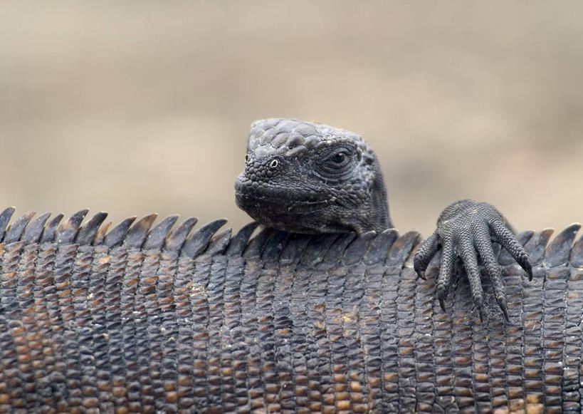 无人,家庭,横图,室外,特写,白天,正面,美景,野生动物,蜥蜴,厄瓜多尔,朦胧,模糊,鬣蜥,景观,注视,自然,动物,观察,看,趴着,两只,温暖,温馨,一家人,景色,南美,观看,和睦,察看,南美洲,拉丁美洲,关注,自然风光,绿鬣蜥,美洲,石龙子,泉龙,猪婆蛇,四脚蛇,亚美利加洲,南亚美利加洲,蜴,厄瓜多尔共和国,加拉巴哥群岛,加拉帕戈斯群岛,科隆群岛,斯坎塔达斯岛,趴,半身,彩图,融洽