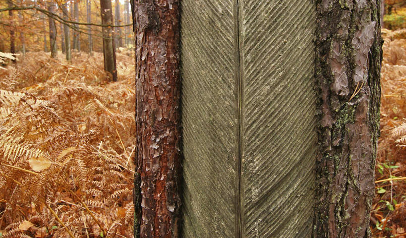 无人,横图,室外,白天,正面,旅游,度假,美景,秋季,森林,树林,植物,叶子,德国,欧洲,景观,枯叶,落叶,娱乐,树,树木,绿色,自然,享受,休闲,景色,放松,生长,成长,西欧,自然风光,德意志联邦共和国,梅克伦堡.前波美拉尼亚州,梅克伦堡.前波美拉尼亚,叶,叶片,秋,秋天,彩图