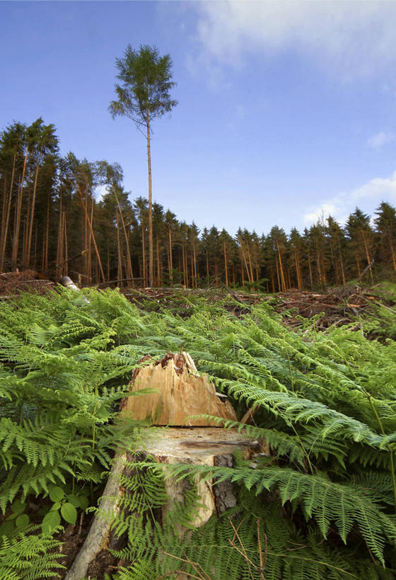 无人,竖图,室外,白天,仰视,旅游,度假,美景,森林,树林,植物,德国,欧洲,阴影,光线,影子,景观,云,云朵,云彩,娱乐,树,树木,蓝色,绿色,白云,蓝天,天空,阳光,自然,天,享受,休闲,景色,放松,生长,晴朗,成长,蕨类,西欧,蕨类植物,自然风光,德意志联邦共和国,萨克森州,萨克森自由州,晴空,彩图,低角度拍摄