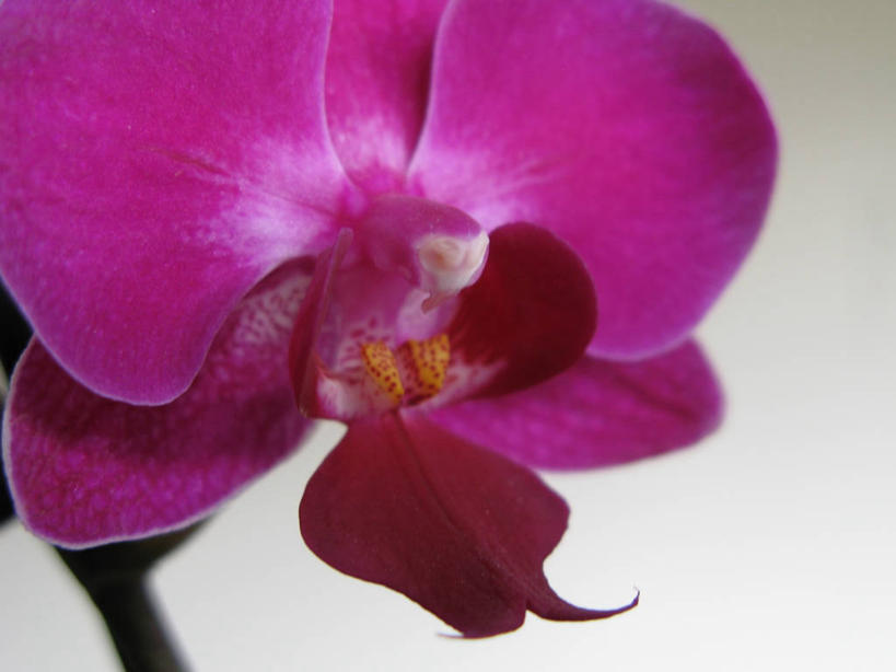 无人,横图,室内,特写,白天,正面,蝴蝶兰,盛开,花蕾,花,花瓣,花朵,鲜花,一朵,紫色,花苞,花蕊,蝶兰,兰中皇后,兰花,彩图,兰花之后,台湾蝴蝶兰