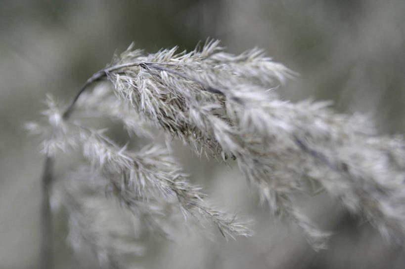 无人,横图,室外,特写,白天,正面,美景,朦胧,模糊,景观,芒草,自然,景色,自然风光,五节芒,管草,管芒,寒芒,彩图