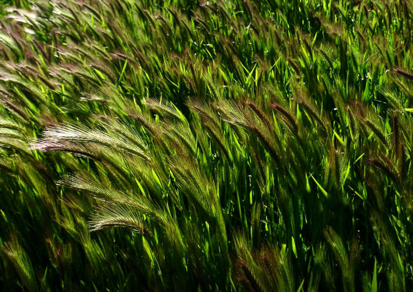 无人,农田,横图,室外,特写,白天,正面,庄稼,农作物,小麦,美景,阴影,朦胧,模糊,光线,影子,景观,谷物,麦田,阳光,自然,景色,麦子,自然风光,彩图,耕地,庄稼田