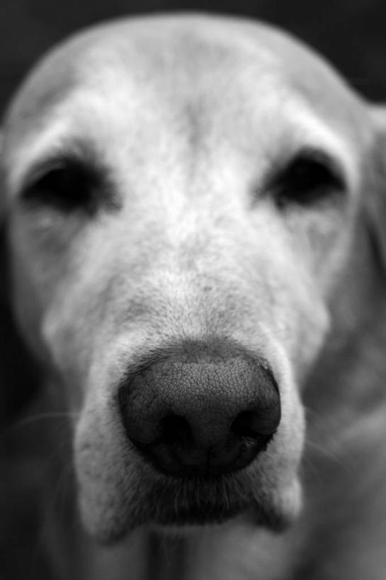 头,无人,竖图,黑白,室外,特写,白天,正面,宠物,狗,拉布拉多,注视,拉布拉多猎犬,一只,白色,动物,观察,看,可爱,观看,察看,关注,拉布拉多犬,忠诚,头部,犬