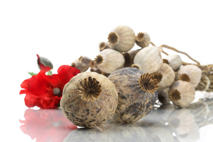 无人,横图,室内,特写,白天,白色背景,正面,植物,罂粟,阴影,盛开,反射,影子,草药,花蕾,中药,花,花瓣,花朵,鲜花,红色,花苞,花蕊,摄影,影棚,毒品,药材,中草药,中药材,本草,止痛,镇静,安眠,罂粟花,米囊花,彩图,影棚拍摄,拍摄