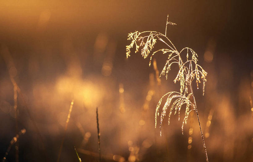 无人,横图,室外,特写,白天,正面,日出,美景,太阳,植物,枯萎,朦胧,模糊,景观,枯草,朝霞,晨曦,黎明,草,黄色,阳光,自然,景色,自然风光,朝阳,彩图,卯时,破晓,日始