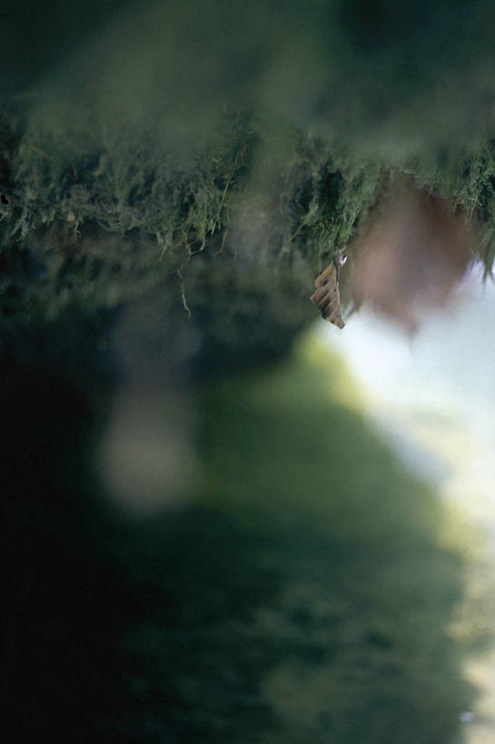 无人,竖图,室内,特写,白天,正面,微距,地板,朦胧,模糊,青苔,苔藓,地面,木地板,彩图,微距摄影