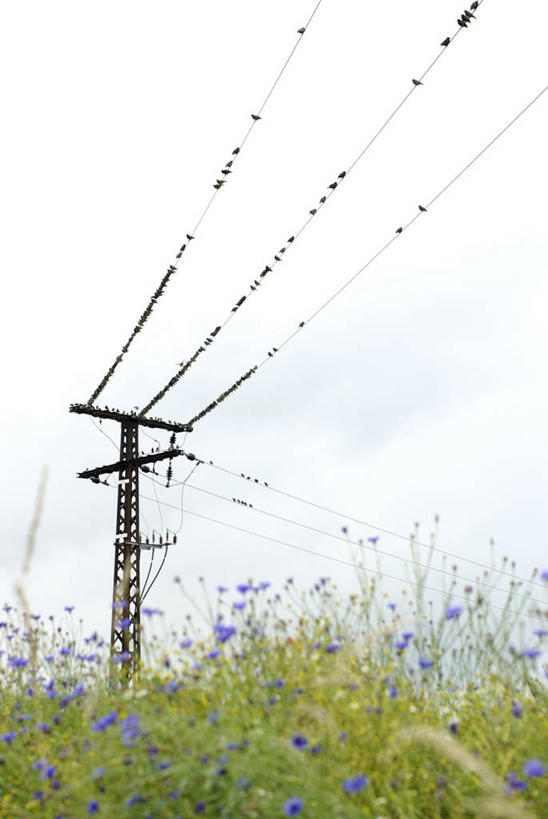 无人,站,竖图,室外,白天,仰视,旅游,度假,幸福,花海,花圃,美景,植物,鸟,燕子,叶子,一群,许多,盛开,电力,鸟类,电线,电线杆,线,景观,电能,很多,线路,花蕾,娱乐,花,花瓣,花朵,花卉,鲜花,绿色,天空,自然,花丛,花束,花田,天,花苞,花蕊,站着,享受,休闲,菊花,景色,放松,可爱,活泼,优雅,电,电源,纤细,自然风光,矢车菊,能量,忠诚,再生,蓝芙蓉,荔枝菊,思念,家燕,拙燕,热爱,站立,彩图,低角度拍摄,全身,益鸟