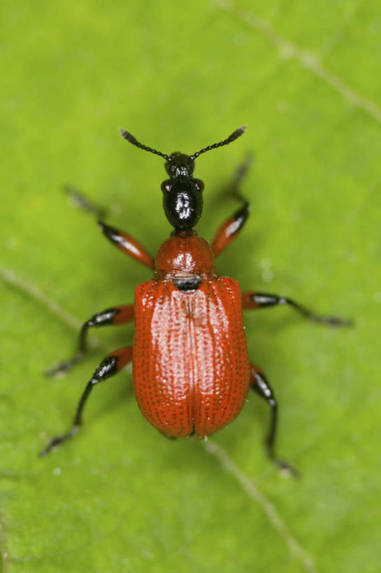 无人,竖图,俯视,室外,特写,白天,美景,植物,叶子,阴影,朦胧,模糊,反射,昆虫,纹理,影子,景观,绿叶,甲壳虫,停留,一只,绿色,自然,动物,嫩叶,景色,停止,自然风光,甲虫,益虫,肌理,逗留,停顿,叶,叶片,叶脉,彩图,高角度拍摄,全身