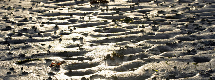 无人,横图,俯视,室外,白天,旅游,度假,草地,美景,沙滩,植物,法国,欧洲,阴影,光线,沙子,影子,海岸,景观,沙地,娱乐,草,绿色,阳光,自然,享受,休闲,景色,放松,布列塔尼,西欧,法兰西,自然风光,法兰西共和国,法兰西第五共和国,布列塔尼半岛,海滩,彩图,高角度拍摄